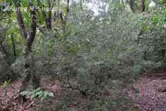 Memecylon angustifolium